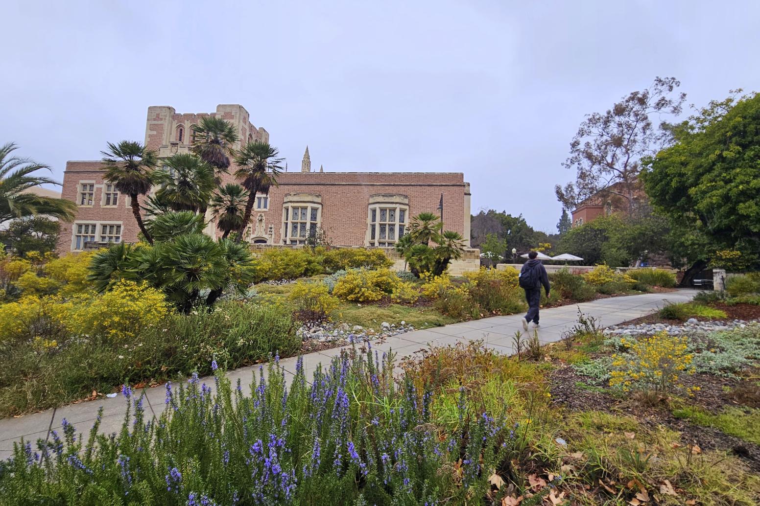 Area on campus with native plants like yarrow and buckwheat